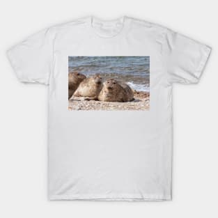 Three common seals at Portgordon Scotland T-Shirt